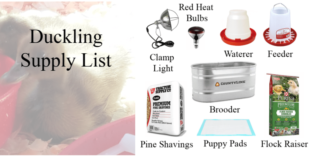 Duckling Supply List. Must haves for raising ducklings.